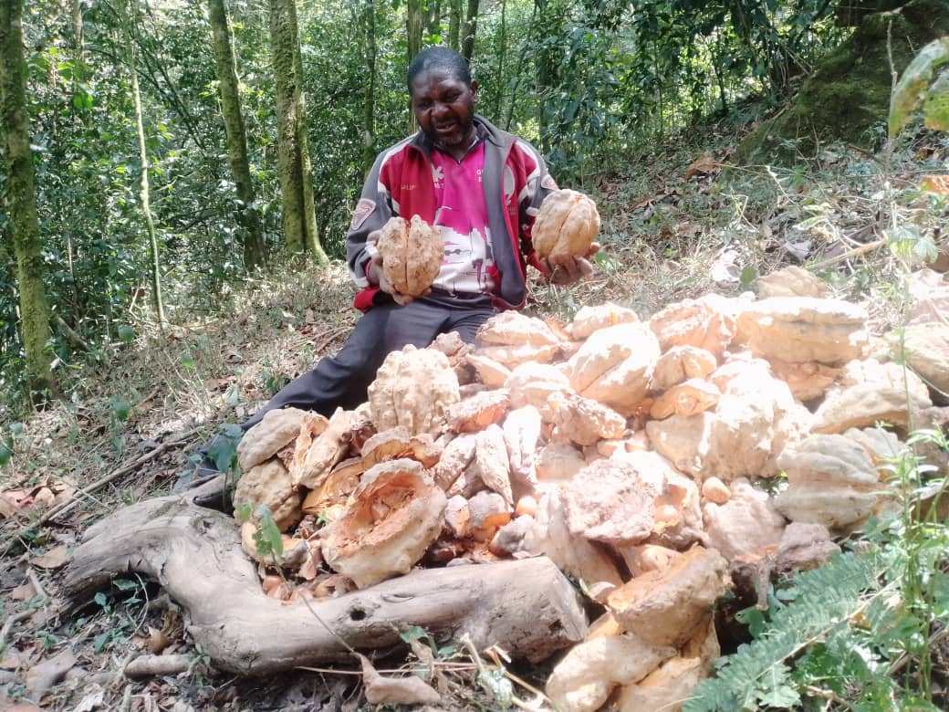 Cameroon Gender And Environment Watch CAMGEW (@camgew) on Twitter photo Tree nursery development. A moment to prepare healthy seedlings for 2025 tree planting season..it all starts with collection of seeds from the forest. Do you know about the tree call Carapas??? Find this <a href="/CAMGEW/">Cameroon Gender And Environment Watch CAMGEW</a> tree nursery in the kilum Ijim Forest Tree nursery development. A moment to prepare healthy seedlings for 2025 tree planting season..it all starts with collection of seeds from the forest. Do you know about the tree call Carapas??? Find this <a href="/CAMGEW/">Cameroon Gender And Environment Watch CAMGEW</a> tree nursery in the kilum Ijim Forest