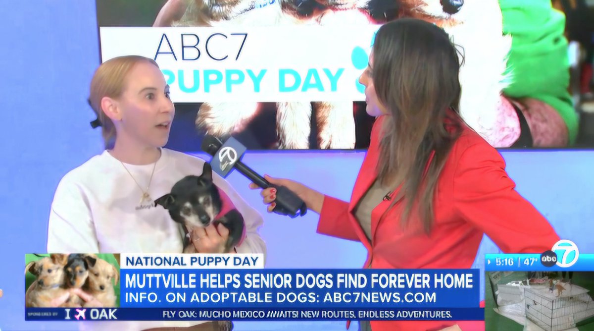 Muttville's tweet image. It's #NationalPuppyDay and over at @abc7newsbayarea, they celebrated with puppies and #seniordogs! Stellar Muttville #volunteers LeAnne &amp;amp; Sheena brought #adoptable #dogs, SACHET &amp;amp; TRIUMPH for their TV debuts and we loved celebrating on the morning news at Channel 7! 📺🐾