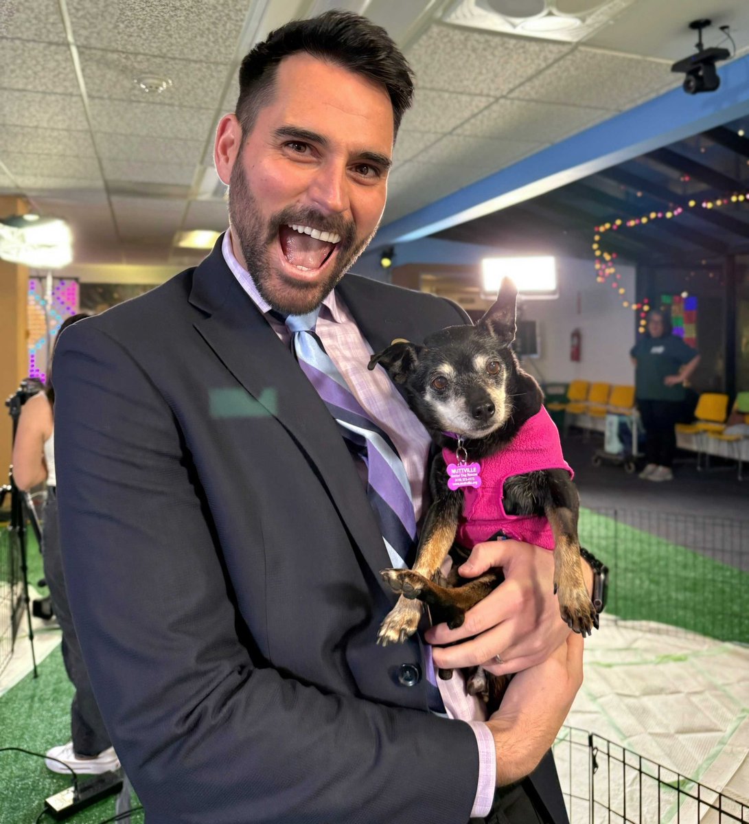 Muttville's tweet image. It's #NationalPuppyDay and over at @abc7newsbayarea, they celebrated with puppies and #seniordogs! Stellar Muttville #volunteers LeAnne &amp;amp; Sheena brought #adoptable #dogs, SACHET &amp;amp; TRIUMPH for their TV debuts and we loved celebrating on the morning news at Channel 7! 📺🐾