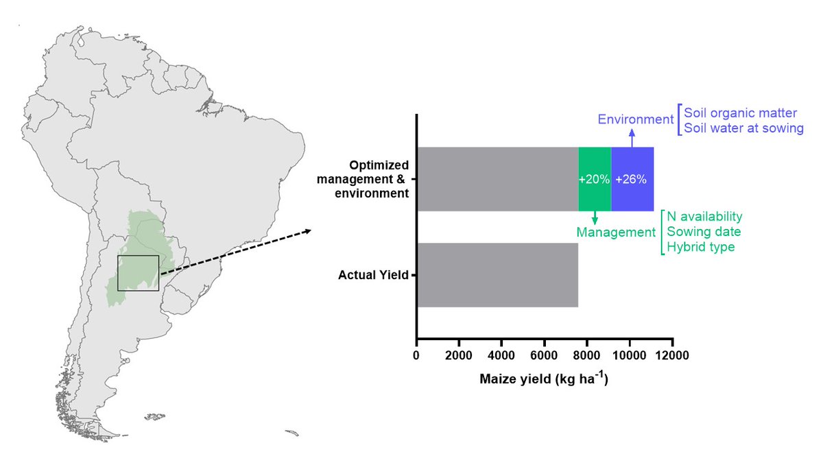 🚨Nuevo artículo: bit.ly/4bKISI5
✅Exploramos variables que definen el rinde de maíz en el noreste Argentino
✅Ajustando N disponible, fecha de siembra y genética se puede incrementar un ~20% el rinde
✅La materia orgánica del suelo es clave para obtener altos rindes