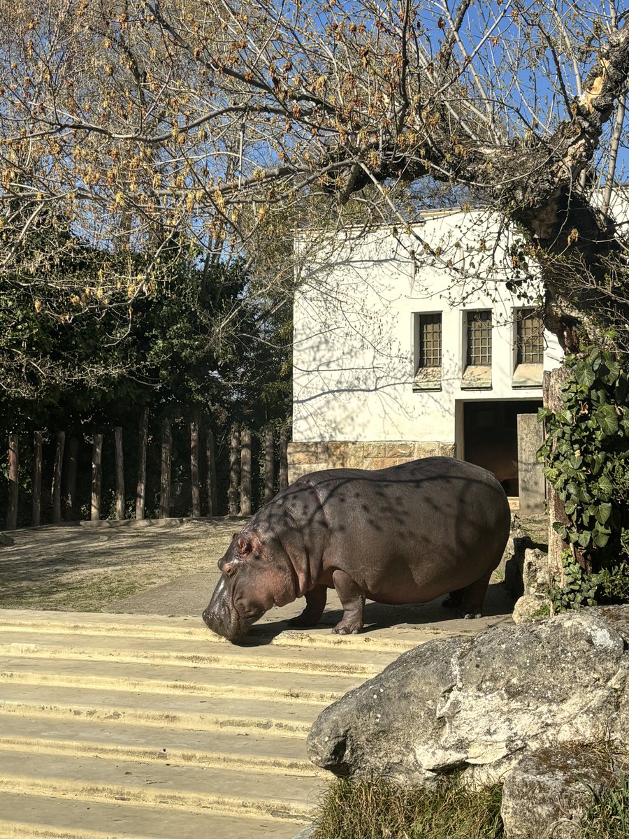 gguddale's tweet photo. Highlight of the holiday 🤣 my fave animal 🦛 https://t.co/ruP48YzGg6