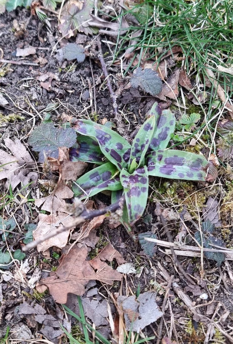 Signs of Spring on our Chalk Downland sites this week 🌺