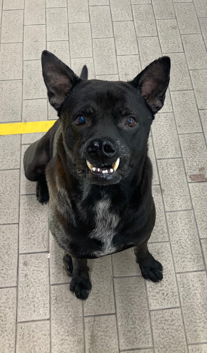 The more I think about it the more I think Big Mac might be the first street dog I fed. 

It was back in my drinking days I’d buy him sausages and sit with him outside his 7-11. 

Funny where life takes you. Tonight he is in my house and we are eating his last meal (1/5) 🧵