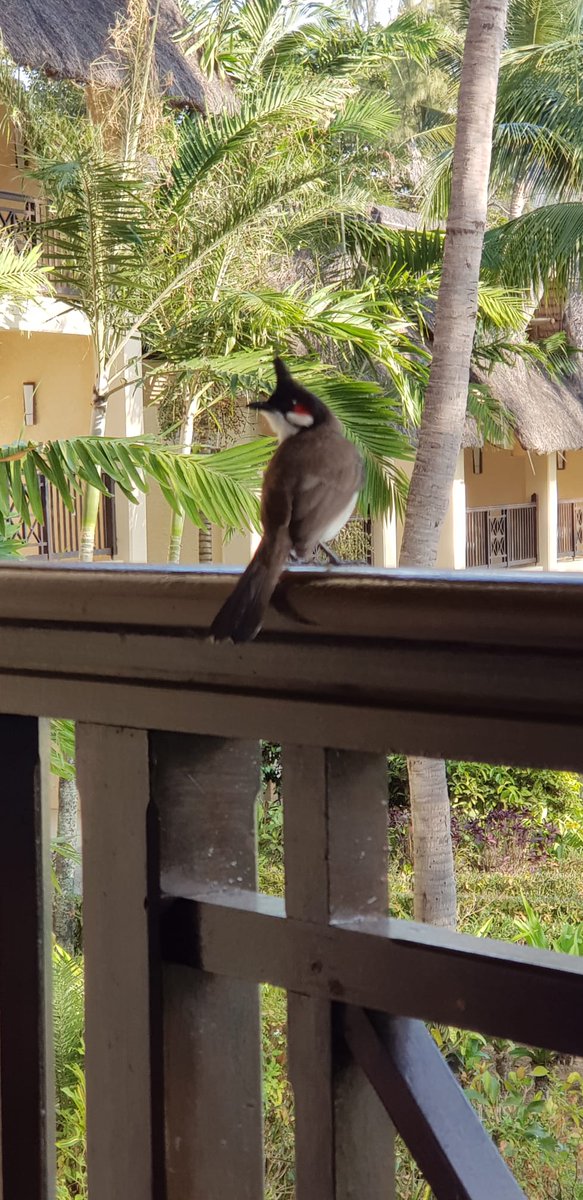 Hallo Ihr Lieben, unser Maurice eine Vogelart auf Mauritius .
ein Bülbül