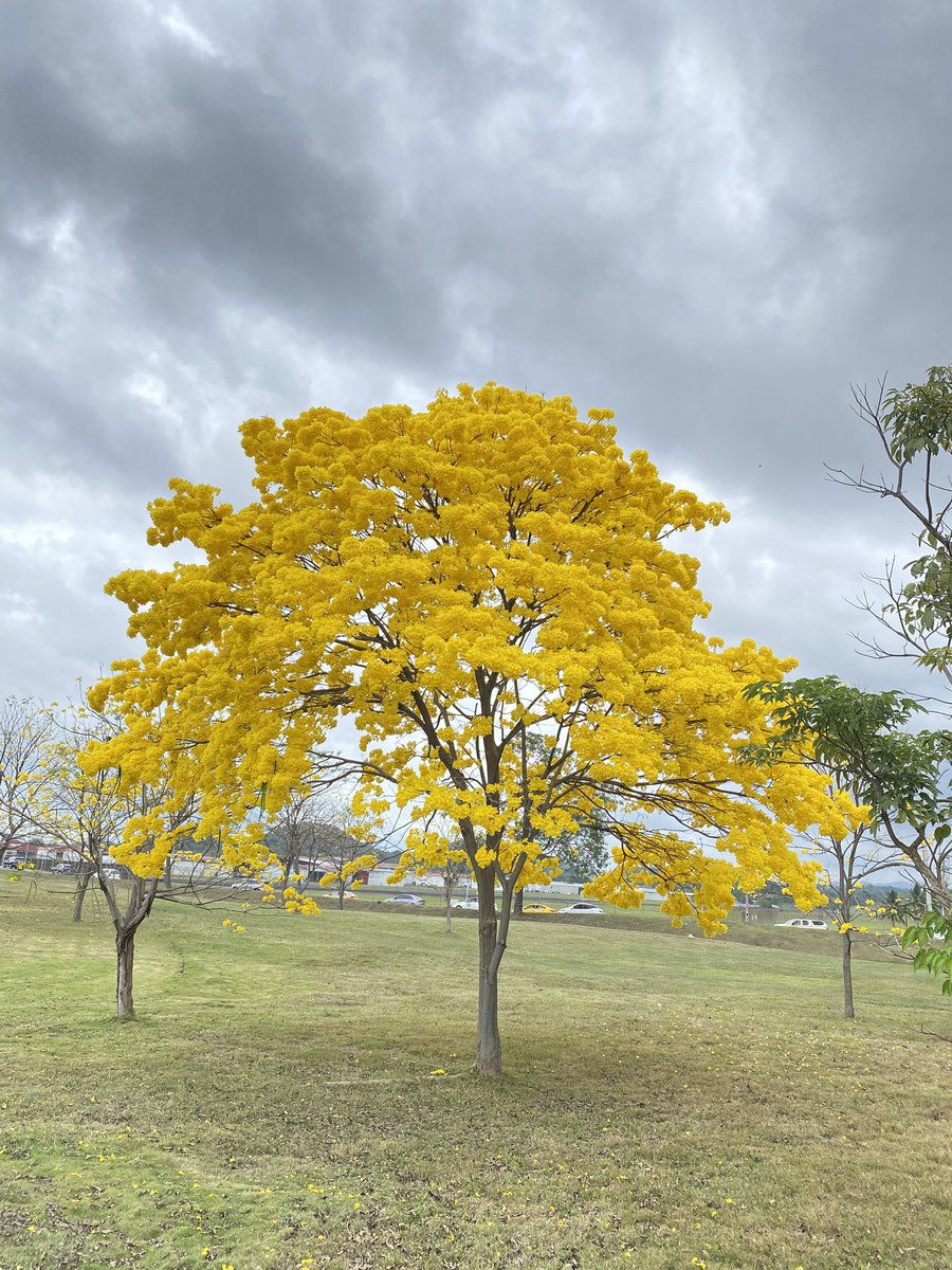 ¿Qué factores influyen en la floración masiva del guayacán amarillo? 🌳💛 Algunos árboles florecen de manera espectacular, mientras que otros apenas tienen flores. ¿Depende del suelo, los nutrientes, el clima o algún manejo especial? Botánicos, agrónomos y expertos en flora, ¿?