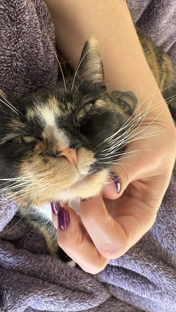 vasibestie's tweet photo. Stop eating dry food with a lame dude and come get some scritches from the bad bitches https://t.co/nsoP5zhKdG