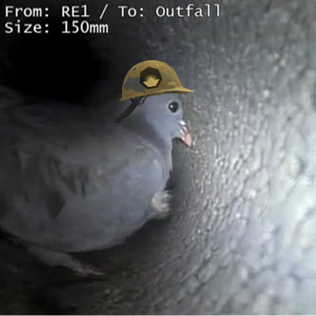 Just_Surveys's tweet photo. We’ve always said our team goes above and beyond, but this little guy takes it to a whole new level! During a recent survey, we found this fella exploring a drain line – and while he might not have the usual qualifications, he certainly brought some enthusiasm to the job 🕊 https://t.co/iyPB6jJ0g3