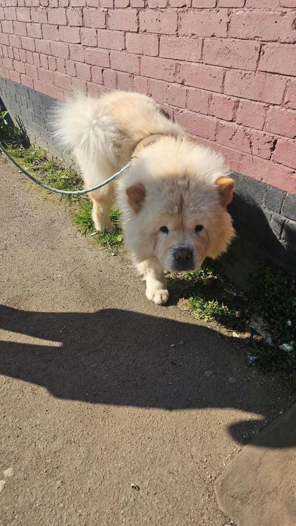 Animal Adoptions UK ๐โ๐ฆบ๐๐โค๏ธ (@adoptionsuk) on Twitter photo Urgent, please retweet to help Rain find a rescue shelter space #England South #UK
DUE TO BE EUTHANISED IN A COUNCIL POUND TUESDAY 25 MARCH ๐โผ๏ธ
This council pound will not allow the public to adopt. We need retweets so that a shelter with space sees this please โญ๏ธโญ๏ธโญ๏ธโญ๏ธโญ๏ธโญ๏ธโญ๏ธ Urgent, please retweet to help Rain find a rescue shelter space #England South #UK
DUE TO BE EUTHANISED IN A COUNCIL POUND TUESDAY 25 MARCH ๐โผ๏ธ
This council pound will not allow the public to adopt. We need retweets so that a shelter with space sees this please โญ๏ธโญ๏ธโญ๏ธโญ๏ธโญ๏ธโญ๏ธโญ๏ธ