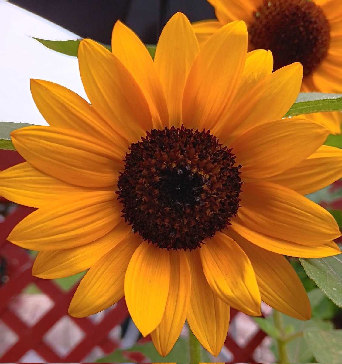 Mybears2's tweet image. #FrameItFriday