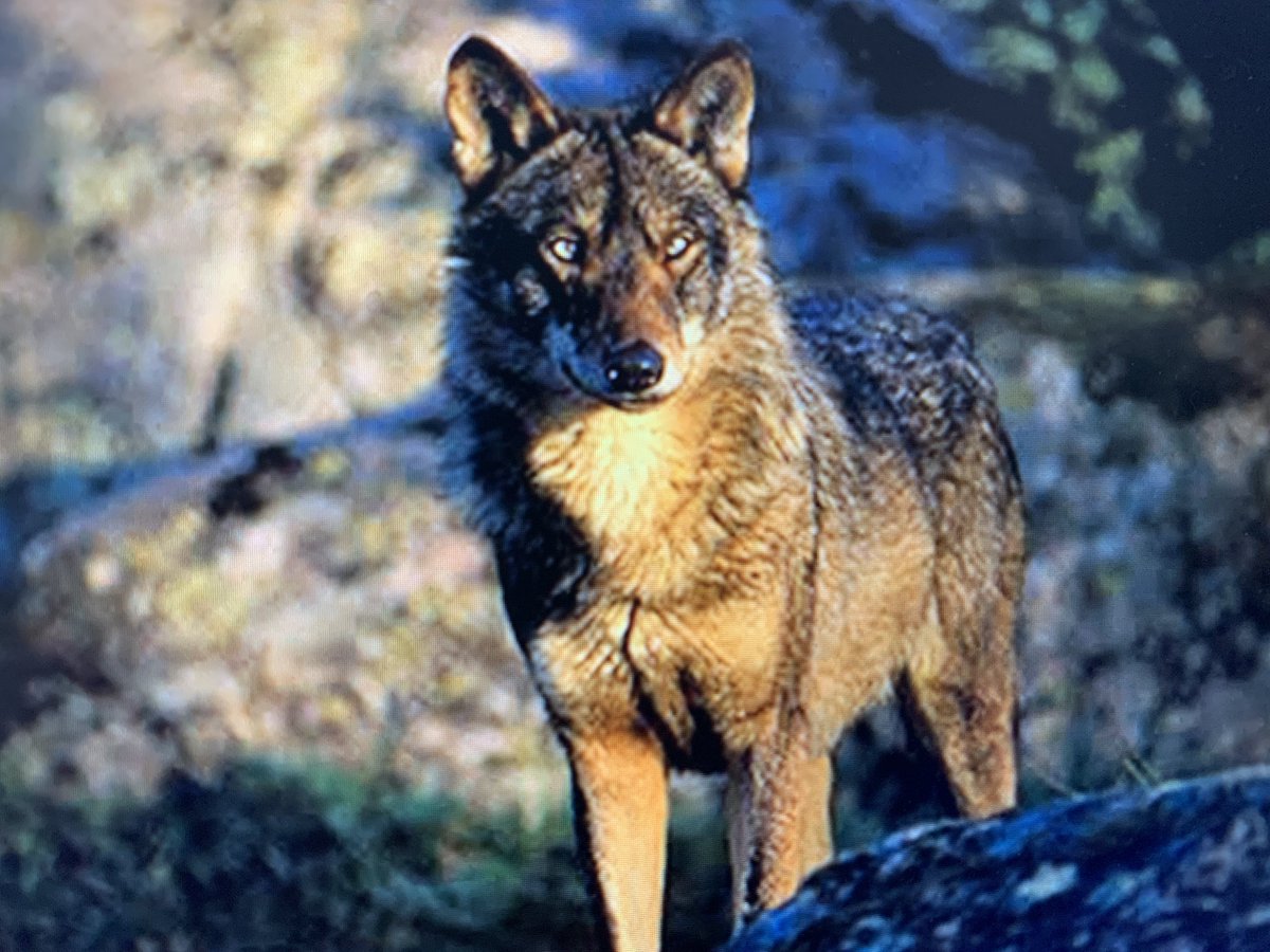 WWF España 🐼 (@wwfespana) on Twitter photo Las ONG rechazamos la desprotección del lobo🐺
Creemos que es:
🔬Un ataque alarmante contra la ciencia
🌱Un grave retroceso en defensa de la naturaleza
<a href="/SEO_BirdLife/">SEO/BirdLife</a> <a href="/AmigosTierraEsp/">Amigas de la Tierra</a> <a href="/greenpeace_esp/">Greenpeace España</a> <a href="/ecologistas/">Ecologistas en Acción</a>
wwf.es/?69940/Las-ONG… Las ONG rechazamos la desprotección del lobo🐺
Creemos que es:
🔬Un ataque alarmante contra la ciencia
🌱Un grave retroceso en defensa de la naturaleza
<a href="/SEO_BirdLife/">SEO/BirdLife</a> <a href="/AmigosTierraEsp/">Amigas de la Tierra</a> <a href="/greenpeace_esp/">Greenpeace España</a> <a href="/ecologistas/">Ecologistas en Acción</a>
wwf.es/?69940/Las-ONG…