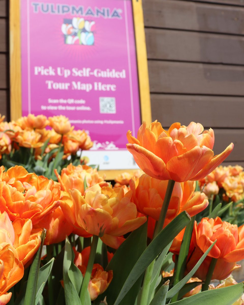 PIER39's tweet image. Looking for what to do to enjoy the beautiful weather this weekend? Don't worry, we've got your plans all figured out 😌
#TULIPMANIA is in full swing at PIER 39 and it's a can't miss experience. Enjoy the gorgeous colors and incredible perfume these blooms are putting out! 🌷
