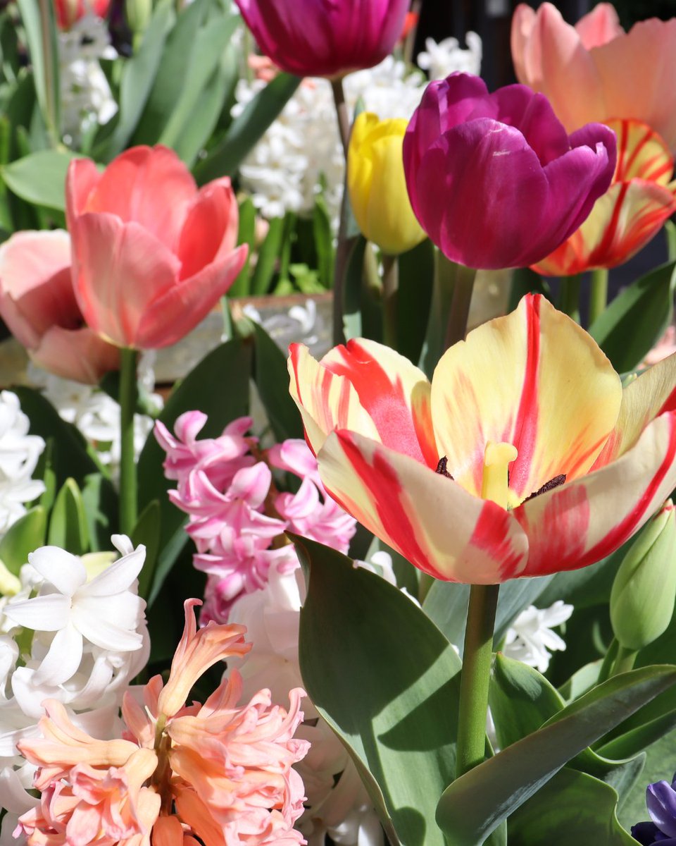 PIER39's tweet image. Looking for what to do to enjoy the beautiful weather this weekend? Don't worry, we've got your plans all figured out 😌
#TULIPMANIA is in full swing at PIER 39 and it's a can't miss experience. Enjoy the gorgeous colors and incredible perfume these blooms are putting out! 🌷