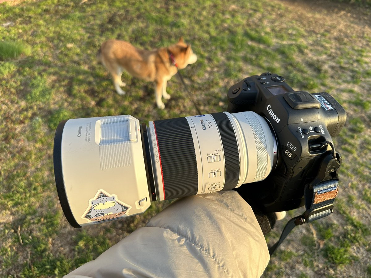 kuragon_oyakata's tweet image. EOS R6 Mark3待ちのみなさんは、某夜市で30万円台後半とクッソ安くなってるEOS R3を生やした方が幸せになれると思いますがどうですかのう（寝ろ

#eosr6mark3 #eosr3