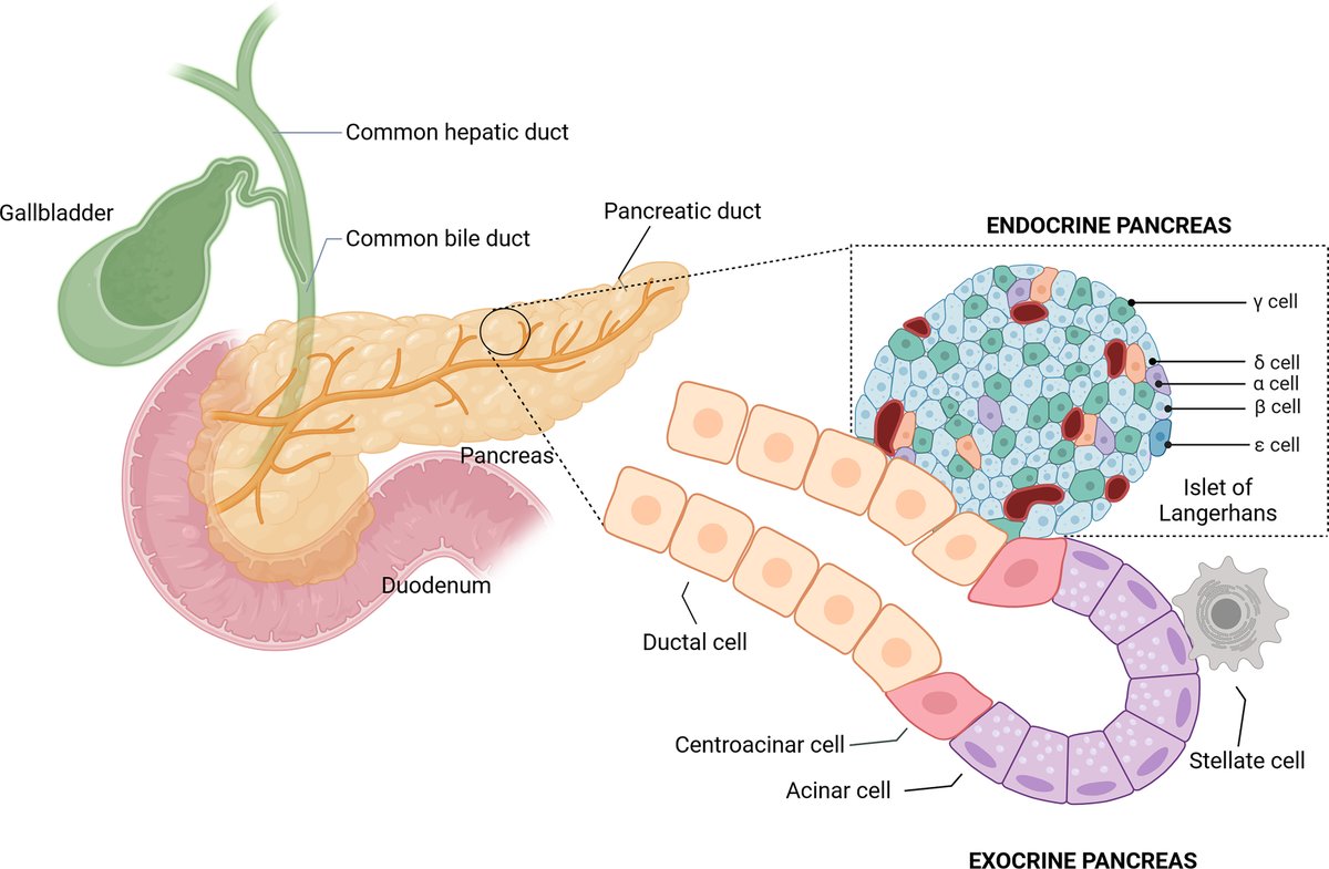 Physiological Reviews (@physiolrev) on Twitter photo Review in <a href="/physiolrev/">Physiological Reviews</a> by <a href="/ser_rius/">Sergio Rius</a> & co-authors discusses #OxidativeStress and #redox signaling in the #pancreas under healthy physiological conditions as well as in acute #pancreatitis, chronic pancreatitis, #PancreaticCancer, and #diabetes. ow.ly/EphK50VmvUf Review in <a href="/physiolrev/">Physiological Reviews</a> by <a href="/ser_rius/">Sergio Rius</a> & co-authors discusses #OxidativeStress and #redox signaling in the #pancreas under healthy physiological conditions as well as in acute #pancreatitis, chronic pancreatitis, #PancreaticCancer, and #diabetes. ow.ly/EphK50VmvUf