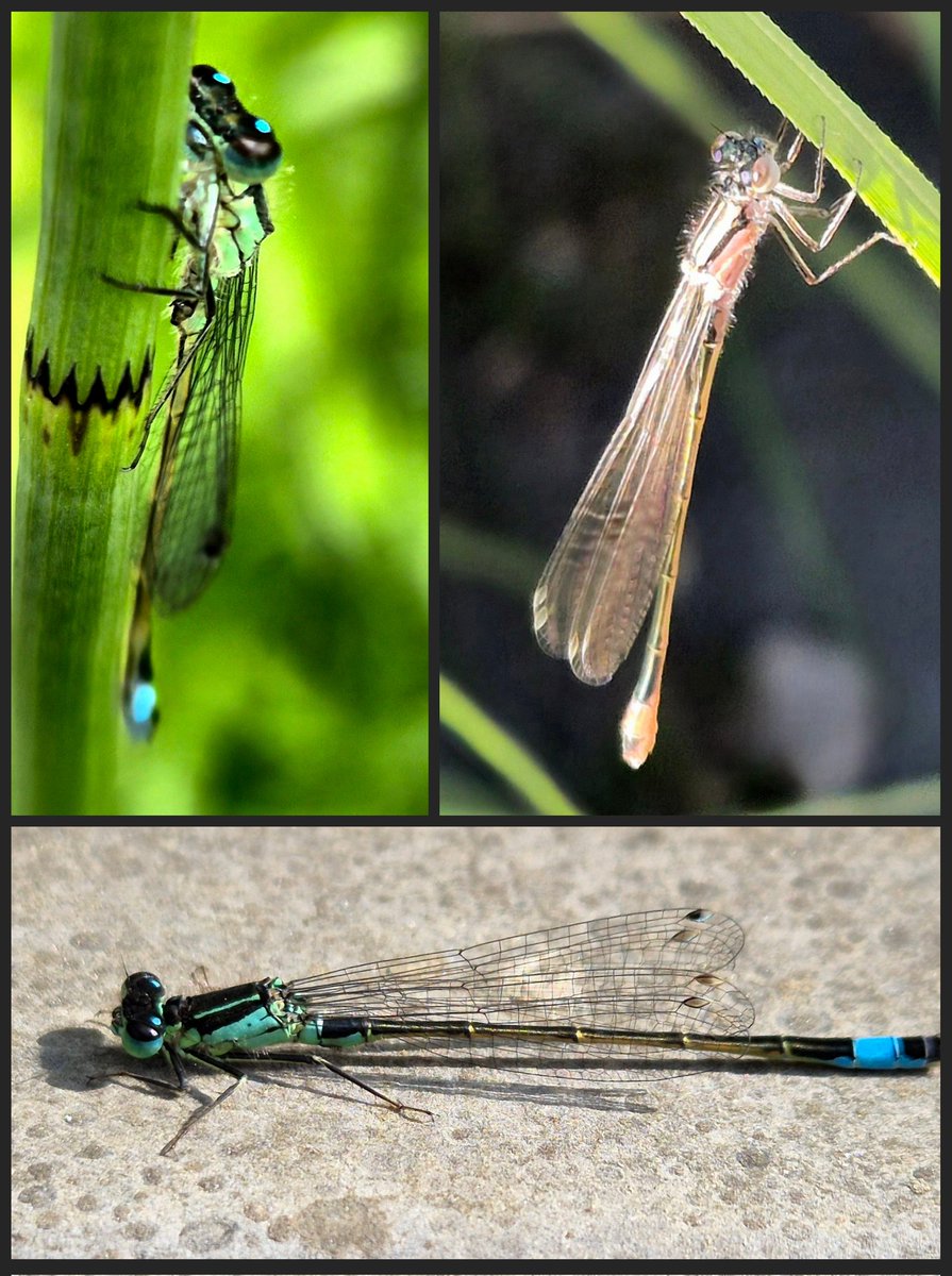 van_avesaat's tweet image. #libellente #lantaarntje @JanKatsman @JustCarla 
Deze knapperds heb ik elk jaar bij onze vijver, 1 van  de weinige  juffers (ook blauwe breedscheenjuffer en vuurjuffer) die ik hier wel tegenkom. Fijne avond allemaal! 🤗