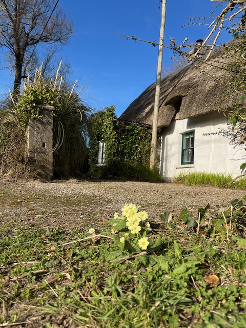 irish_thatch's tweet image. Primroses and mud-walled #thatched #cottages... the perfect #spring companions in #Ireland .
Yippee... #Spring2025 is here!