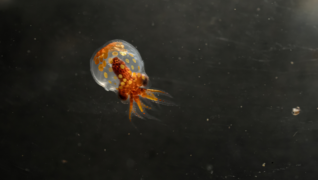 The Giant Pacific Octopus (Enteroctopus dofleini) is the largest octopus species, with a mantle length of at least 60 cm.

Adults can weigh over 50 kg, but the largest recorded specimen weighed in at 272 kg!