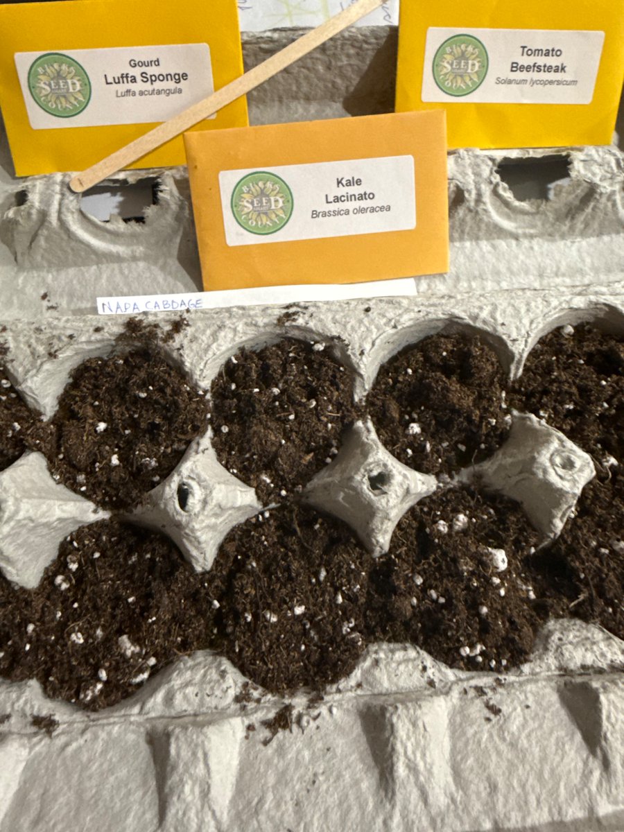 CaitlinHoe62870's tweet photo. We are lucky to have a seed share in #BucksCounty . I go to Morrisville Public Library to get seeds for my community garden plot each week. I recently started luffa sponges, kale, and tomatoes. I can’t wait for them to germinate.
#spring 🍅
#gardening
#PlayOutdoors https://t.co/n23nAcjhcX