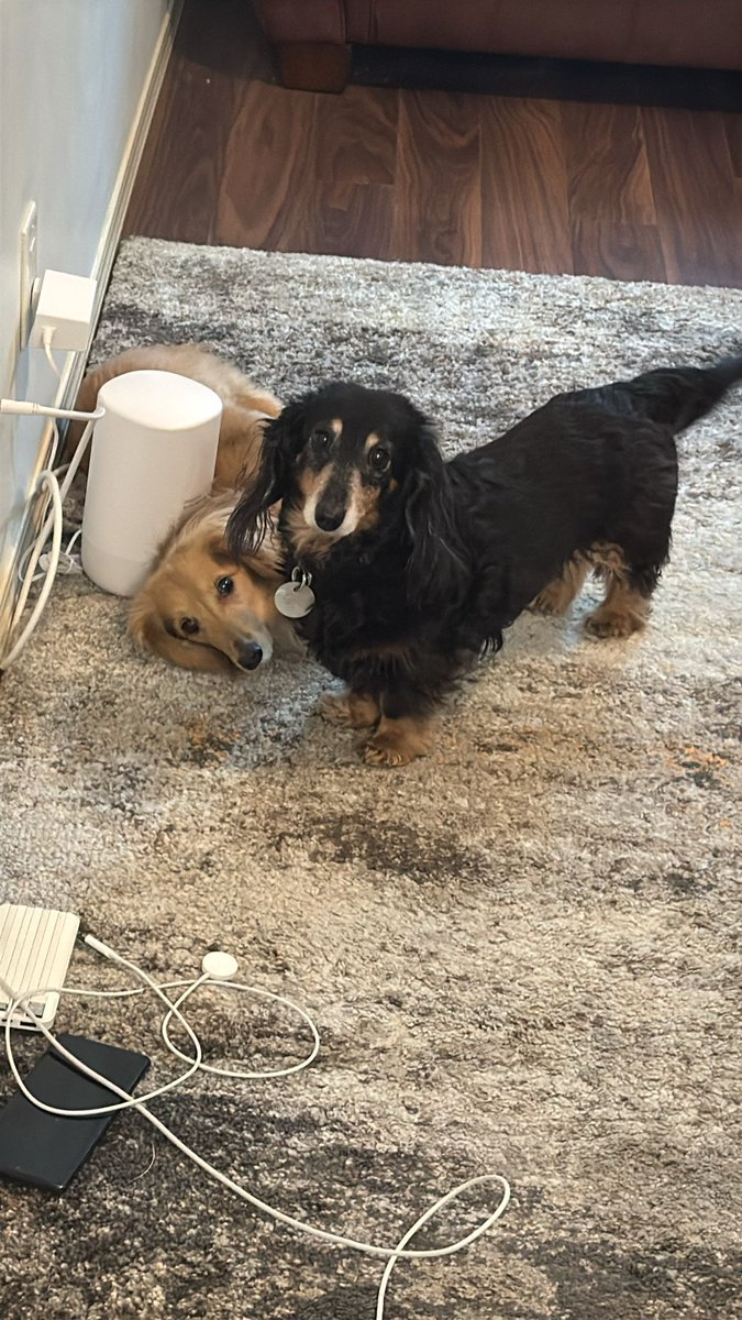 LACanuck's tweet image. What? Meta stole every book you published in the last fifteen years to feel their AI tool? We'll take care of that Mr. Zuckerberg.

#writingcommunity
#MetaTheft
#MetaClassActionLawsuit
#dachshunds