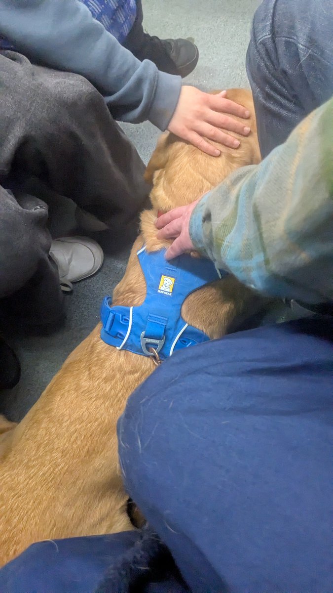 Tram dog. Waited years for Rudy to be able to go on the tram 😊🚊
#sheffield <a href="/SY_Supertram/">Supertram, South Yorkshire's Transport</a> ☺️