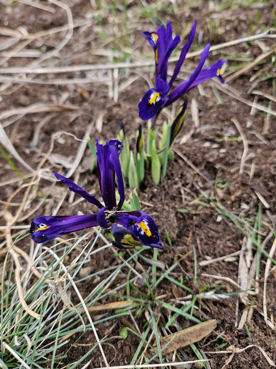DonaldShearer1's tweet photo. #gardenersworld #gardening #FlowersOnFriday look what I found today! https://t.co/hlxaMqe2bI