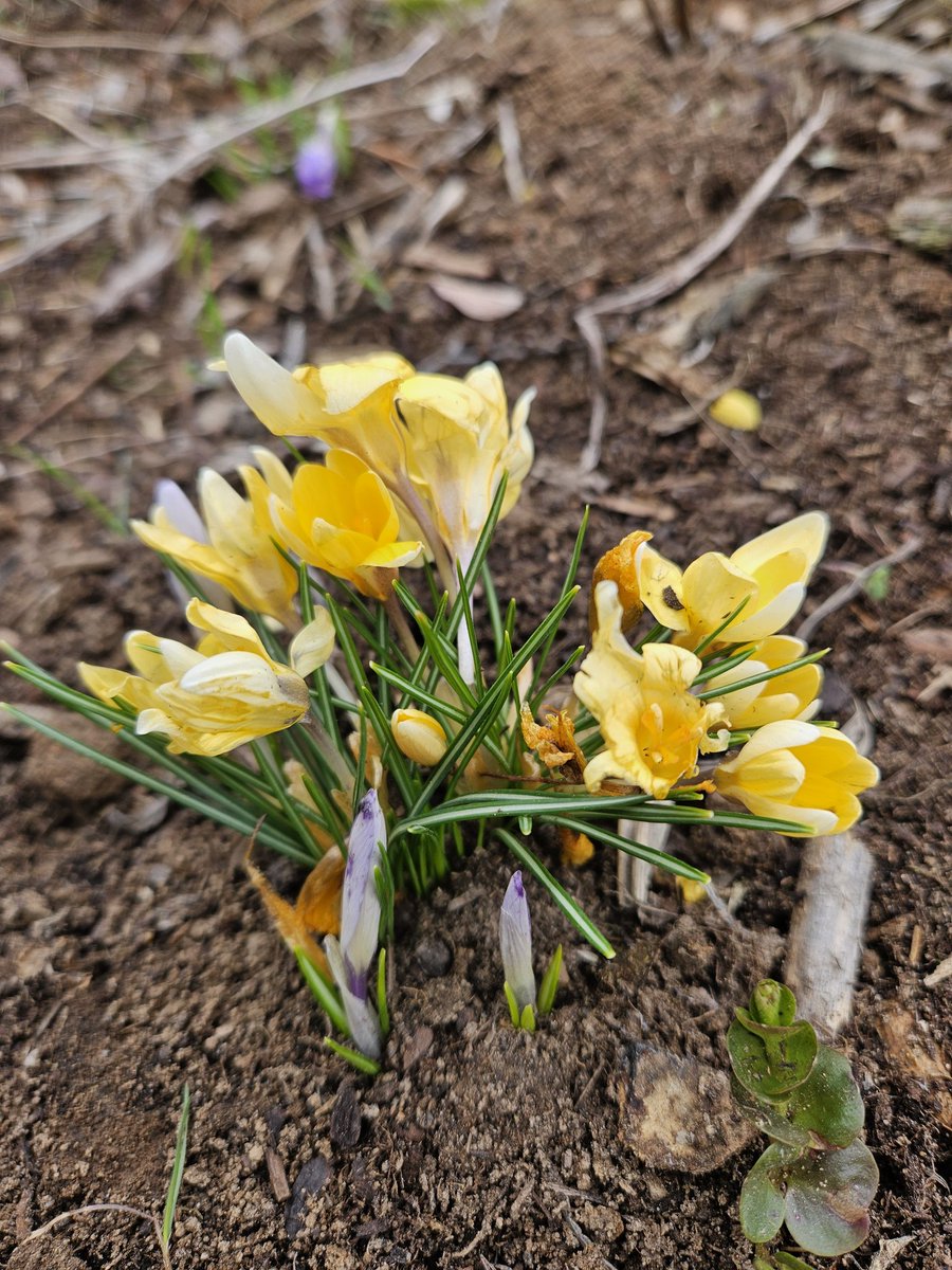 DonaldShearer1's tweet photo. #gardenersworld #gardening #FlowersOnFriday look what I found today! https://t.co/hlxaMqe2bI