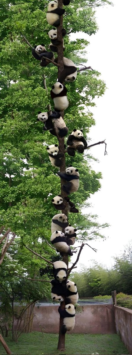 🩷  🐼🐼🐼🐼🐼🐼 🩷🥰