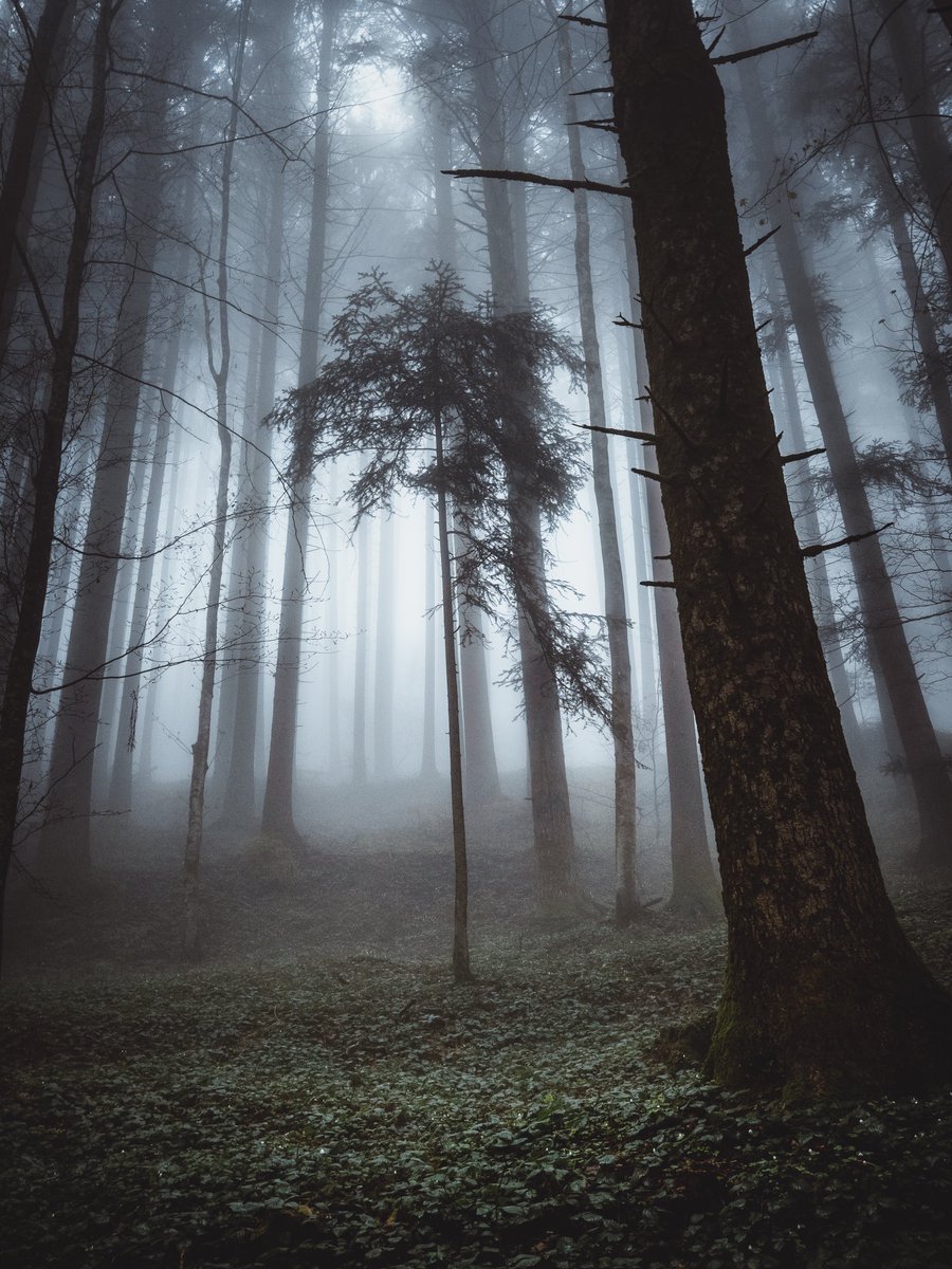 iloveitalyy's tweet photo. π²
#trees #nature #NaturePhotography #tree #photography #ForestDay #forest #landscapephotography #landscape #fog #foggy #treesofX #outdoors #naturelover #spring #forestphotography #earth #park π² https://t.co/RerAvSdIxt