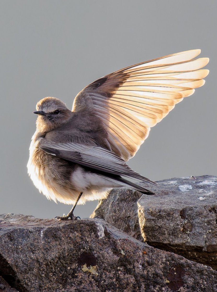 Do montane birds evolve more efficient wing shapes for flying at high elevations? Our global analysis published today suggests that they do! 🧵(1/8)⬇️ cell.com/current-biolog…