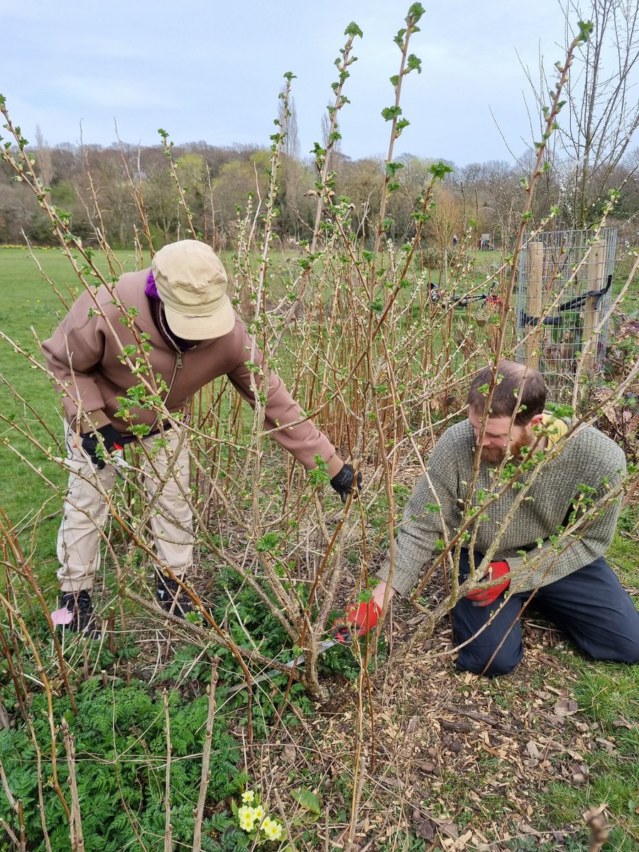 fruitnutvillage's tweet photo. #SoftFruitPruning at #PebbleMillPlayingFields #ForestGarden #SellyParkSouth this afternoon. #Jostaberries #Blackcurrants #Redcurrants #Gooseberries https://t.co/KUSEnSTSCI