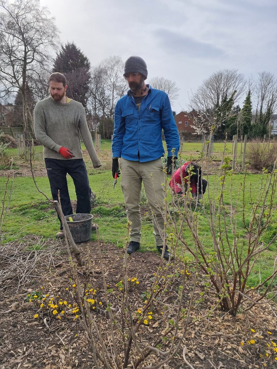 fruitnutvillage's tweet photo. #SoftFruitPruning at #PebbleMillPlayingFields #ForestGarden #SellyParkSouth this afternoon. #Jostaberries #Blackcurrants #Redcurrants #Gooseberries https://t.co/KUSEnSTSCI
