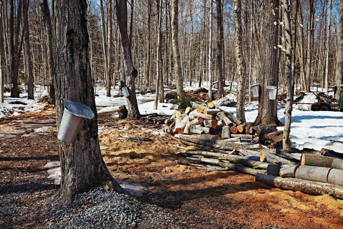 On tap: celebrating the tradition of maple syrup in Canada
Each spring, as the freeze-thaw cycle takes hold of parts of the country, the sap in red and sugar maple trees starts to flow, marking the start of the sugar bush season canadiangeographic.ca/articles/on-ta…