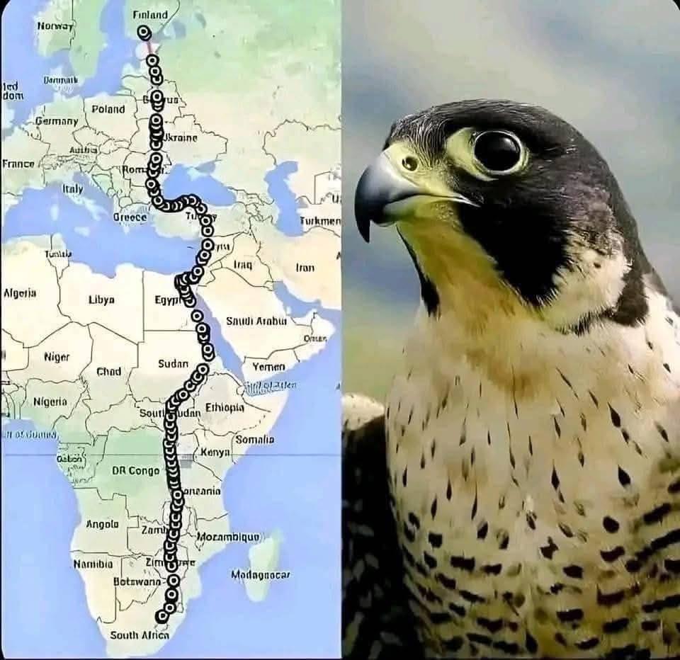 African Hub tweet media