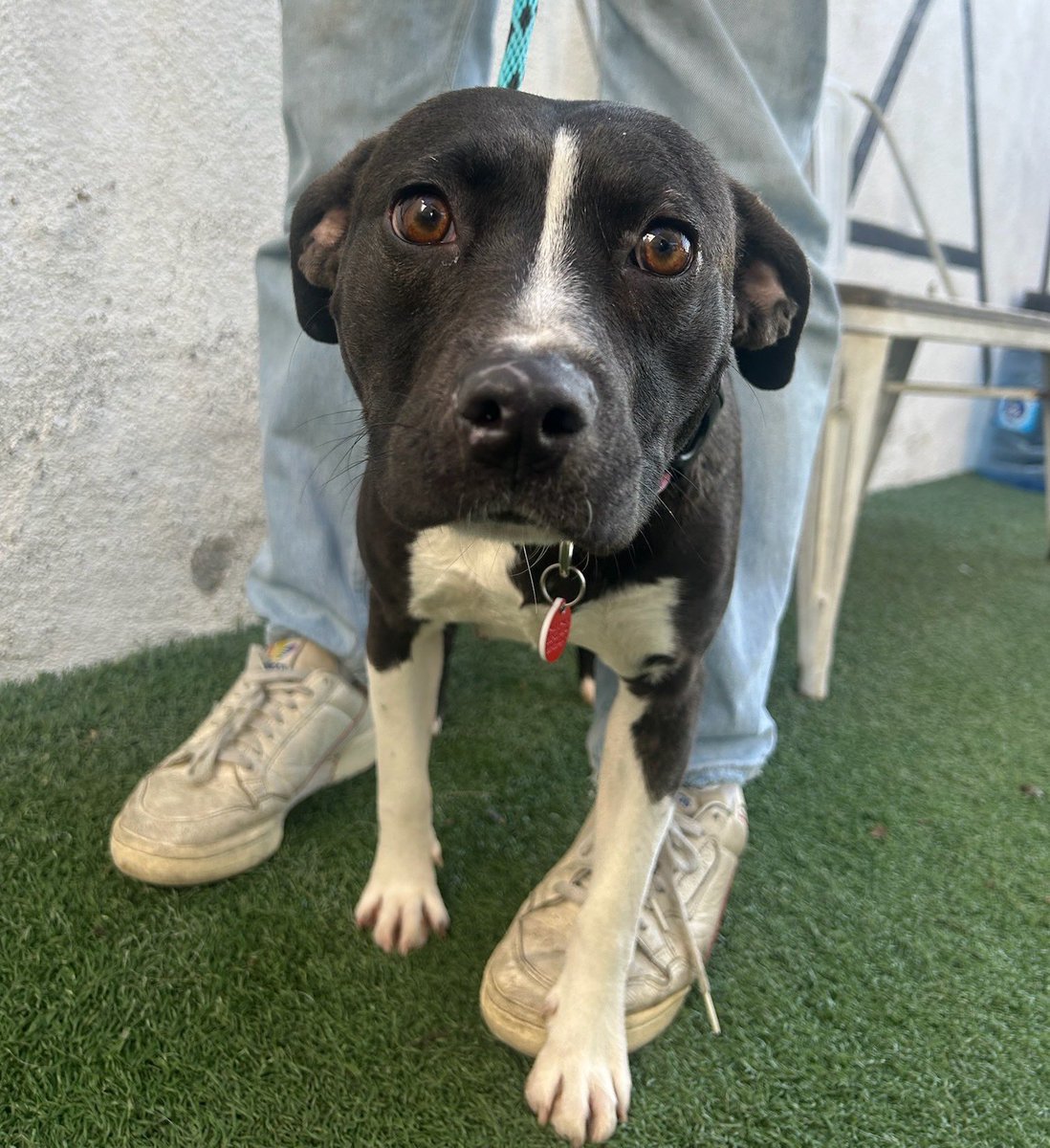 dog_rates's tweet photo. This is Dorothy. She needed an emergency C-section for her single puppy, who tragically didn't survive. The same day, five puppies were surrendered to her rescue, and she stepped up for them. Help us cover this loving mama's emergency care below ❤️‍🩹

https://t.co/cLgE1EByVA https://t.co/YTNGgfmsWl