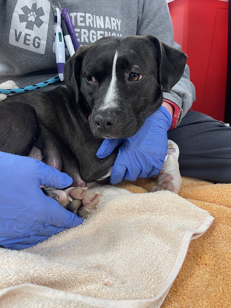 dog_rates's tweet photo. This is Dorothy. She needed an emergency C-section for her single puppy, who tragically didn't survive. The same day, five puppies were surrendered to her rescue, and she stepped up for them. Help us cover this loving mama's emergency care below ❤️‍🩹

https://t.co/cLgE1EByVA https://t.co/YTNGgfmsWl