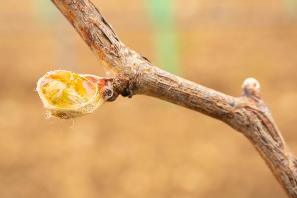 Ribera del Duero UK tweet media