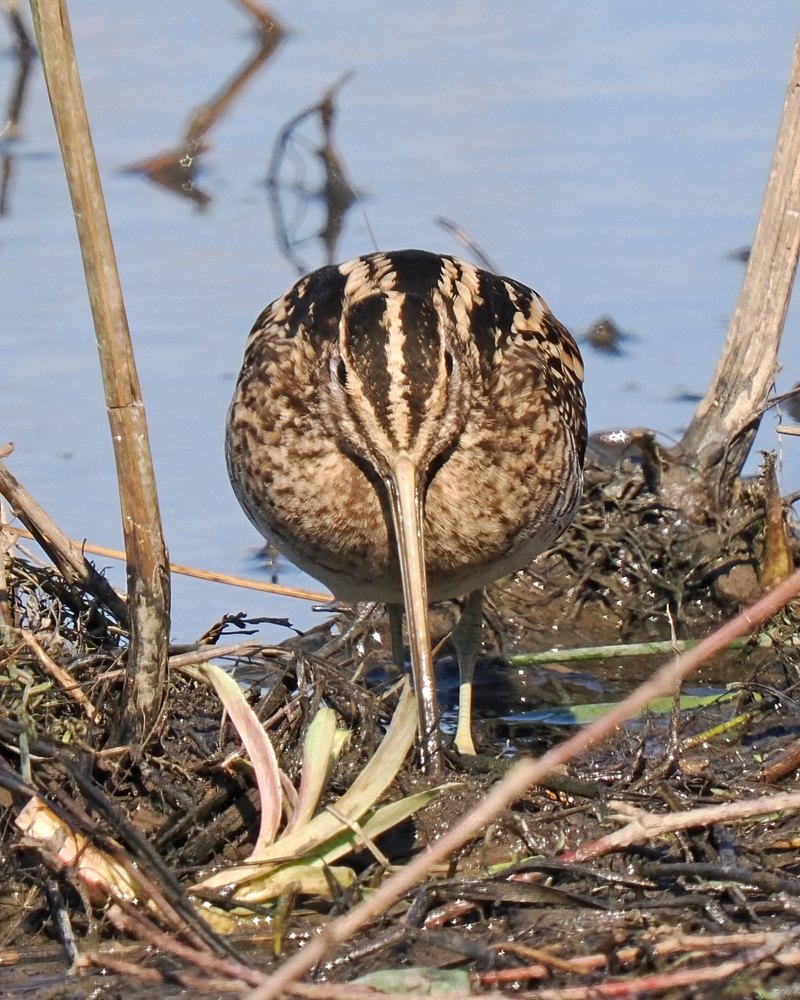 Christopher Bill (@chris65bill) on Twitter photo Good comparison between Jack Snipe and Common Snipe taken nearly in the same place on the Wader Lake a couple of days apart <a href="/WWTWashington/">WWT Washington</a> Good comparison between Jack Snipe and Common Snipe taken nearly in the same place on the Wader Lake a couple of days apart <a href="/WWTWashington/">WWT Washington</a>