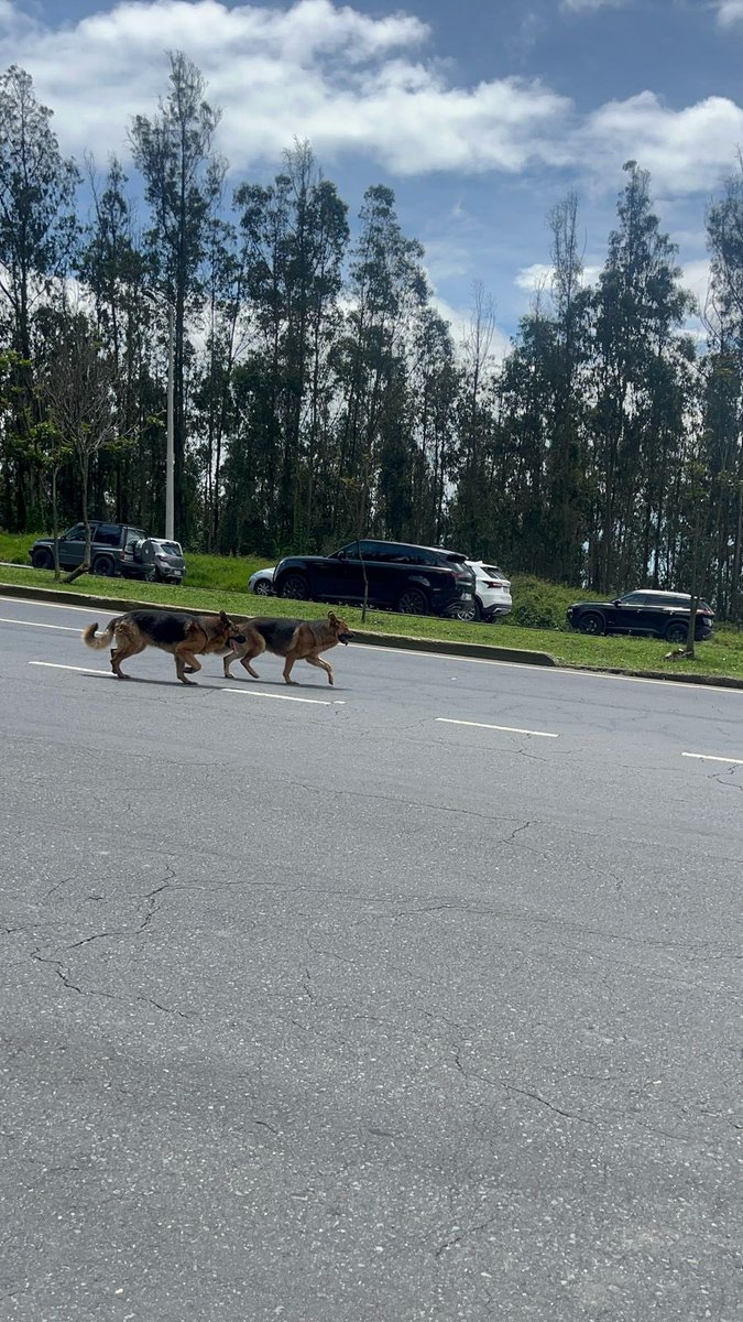 Dos perritos están extraviados por la entrada a los túneles de Guayasamín, por favor ayuden a compartir. 

<a href="/fabriciovelav/">Fabricio Vela</a> <a href="/juparu_ec/">Juan Pablo Ruiz</a>