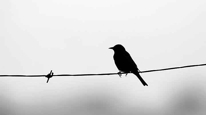 "Anlamak isteyen sesinden de anlar,
Sessizliğinden de..."