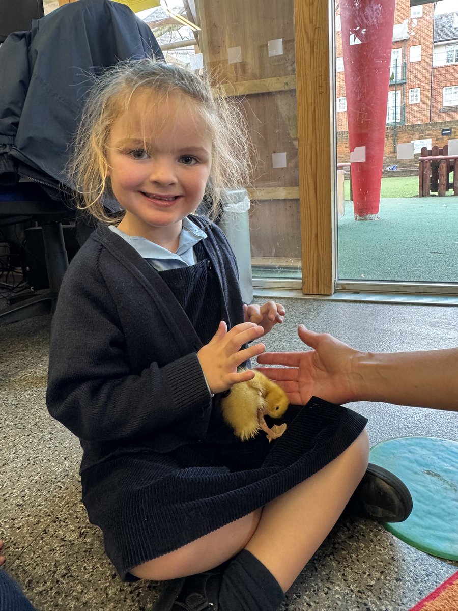 This week Upton warmly welcomed the arrival of the duckling's 🐥. From eggs in an incubator to fluffy soft ducklings splashing and frolicking in the water, the ducklings have been a successful new addition to our Upton family 🌷🌟🐥. <a href="/UptonHouseSch/">Upton House School</a>