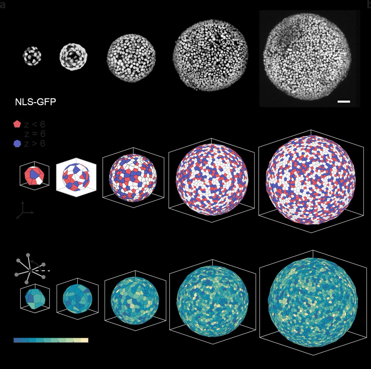 PhysRevX's tweet image. Experiments with human lung alveolospheres reveal the emergence of hexagonal packing order and a structural transition of #cells that make up the spherical epithelium, with cells becoming more hexagonally packed and ordered as alveolospheres grow in size.

go.aps.org/41SOjjQ