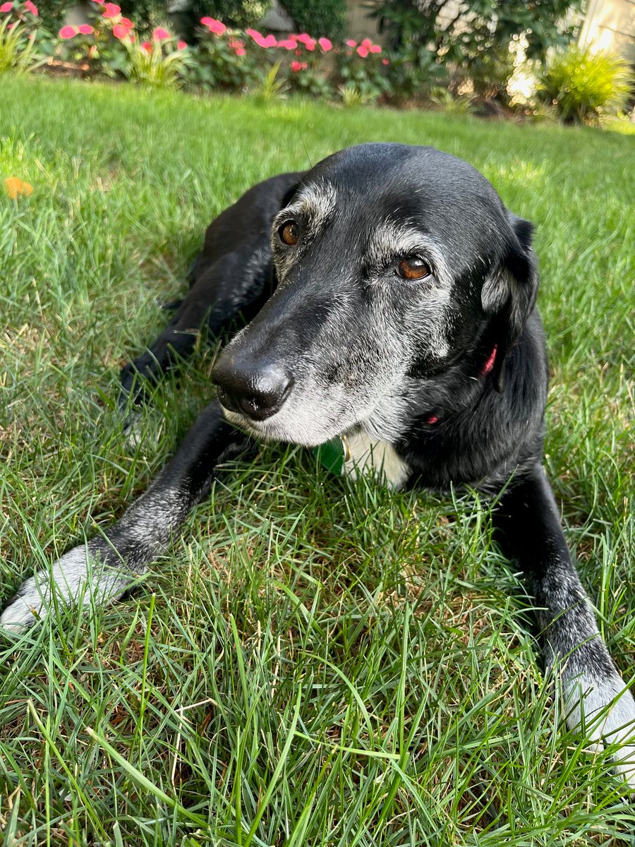 Mo Khalil tweet media