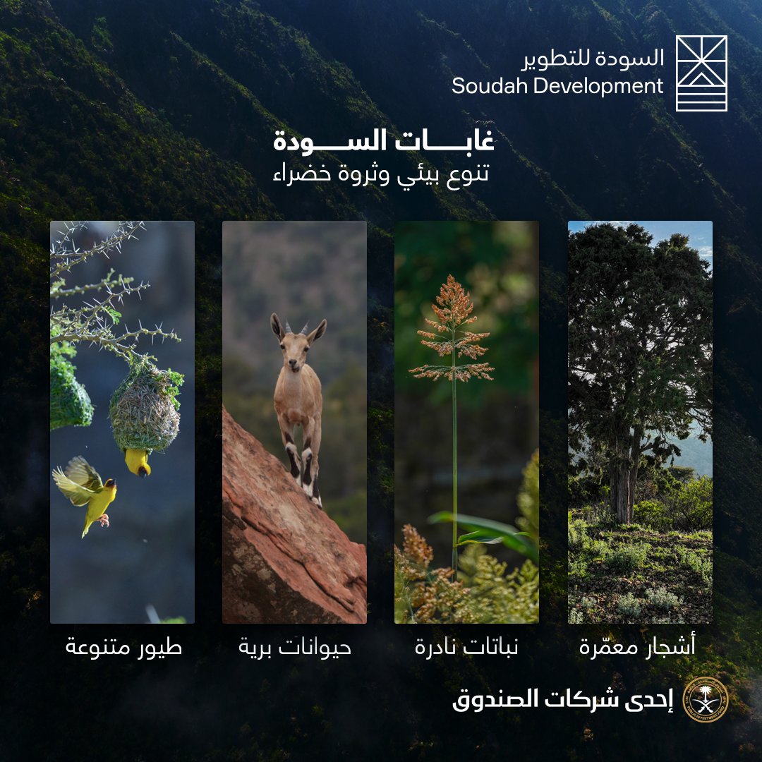 SoudahDevCo's tweet photo. في يوم #اليوم_العالمي_للغابات، تؤكد #السودة_للتطوير التزامها باستعادة الغطاء النباتي وإحياء غابات #قمم_السودة من خلال زراعة الأشجار وتعزيز التنوع الحيوي، نعمل على بناء بيئة طبيعية مستدامة وموطن مزدهر للحياة البرية. https://t.co/izP9c9Zsvc