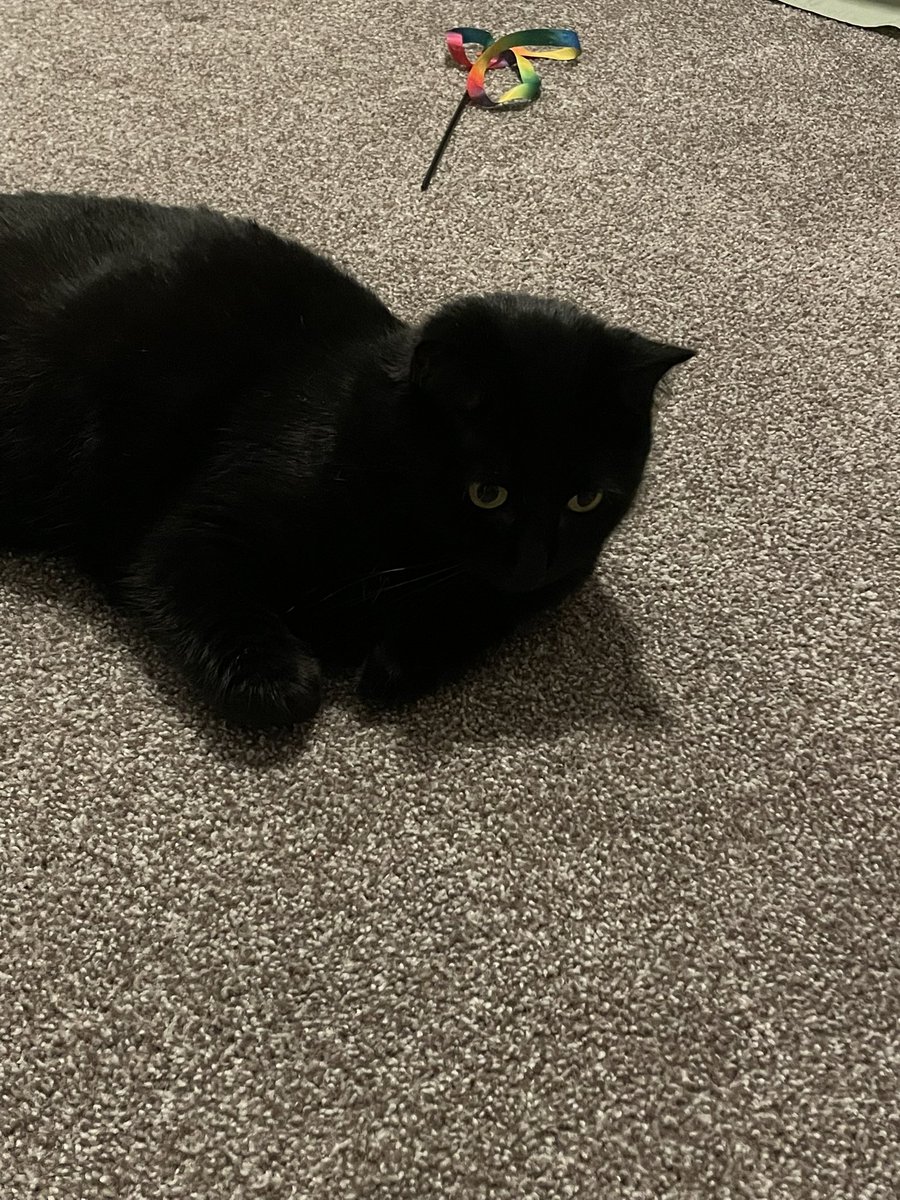 liahadanidea's tweet photo. #flowcat everyone say hi to Chloe https://t.co/WxMKBjL4XK