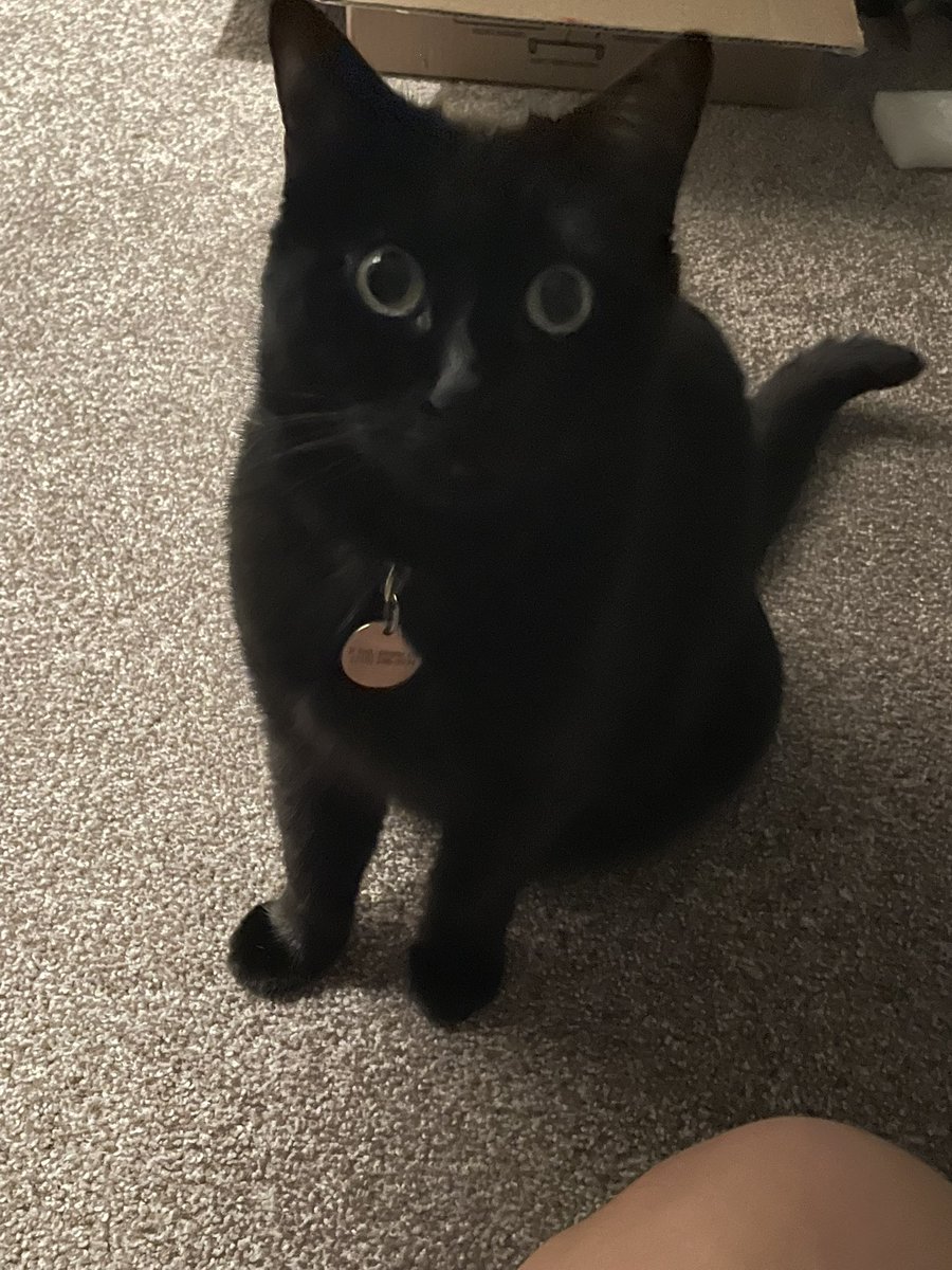 liahadanidea's tweet photo. #flowcat everyone say hi to Chloe https://t.co/WxMKBjL4XK