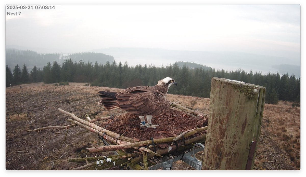 Tony Henderson (@hendrover) on Twitter photo Fast flying female osprey sets new record for early arrival as she claims her 'nest with a view' at Kielder.
<a href="/KielderW/">Landal Kielder Waterside</a> <a href="/ForestryEngland/">Forestry England</a> <a href="/NorthWildlife/">Northumberland Wildlife Trust</a> <a href="/Mike_Pratt_NWT/">Mike Pratt</a> <a href="/NE_Northumbria/">Natural England NE</a> <a href="/NTBirdClub/">Northumberland & Tyneside Bird Club</a> <a href="/durham_uni/">Durham University</a> <a href="/_BTO/">BTO</a>
culturednortheast.co.uk/p/osprey-wins-β¦ Fast flying female osprey sets new record for early arrival as she claims her 'nest with a view' at Kielder.
<a href="/KielderW/">Landal Kielder Waterside</a> <a href="/ForestryEngland/">Forestry England</a> <a href="/NorthWildlife/">Northumberland Wildlife Trust</a> <a href="/Mike_Pratt_NWT/">Mike Pratt</a> <a href="/NE_Northumbria/">Natural England NE</a> <a href="/NTBirdClub/">Northumberland & Tyneside Bird Club</a> <a href="/durham_uni/">Durham University</a> <a href="/_BTO/">BTO</a>
culturednortheast.co.uk/p/osprey-wins-β¦
