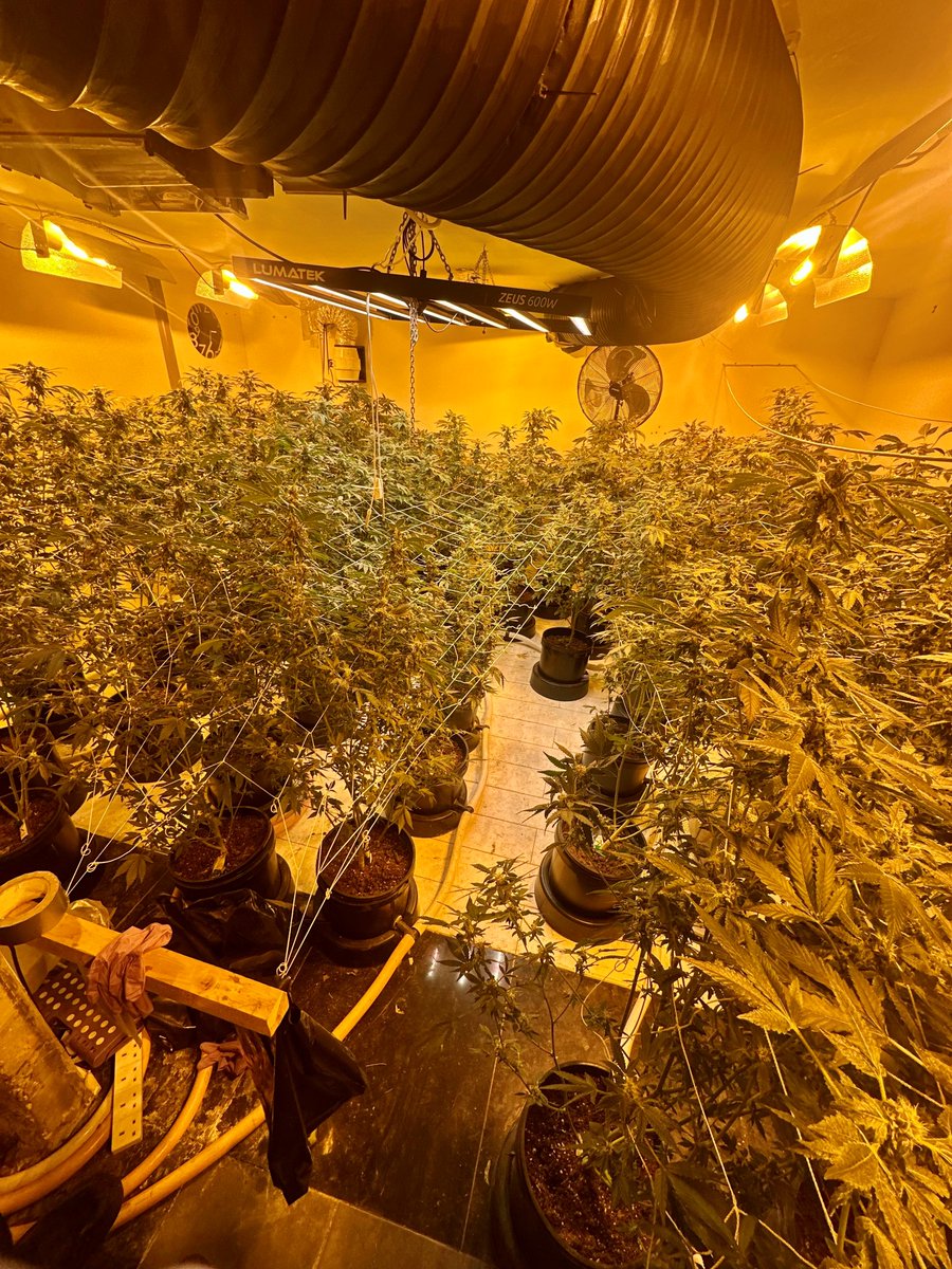 MPSWelling's tweet image. 🚨Knock, Knock, who's there?🚪👮
Officers conducted a successful intelligence lead drugs warrant this morning. Sorry if we woke you!
1 male arrested for cultivation of cannabis and drug supply. A large quantity of cannabis, electronics, paraphernalia &amp;amp; 214 cannabis plants seized!