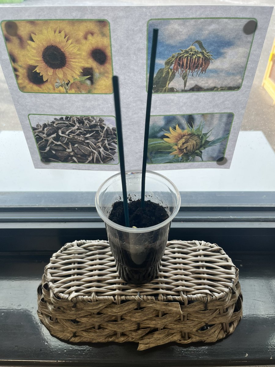 Ms Shenton tweet media