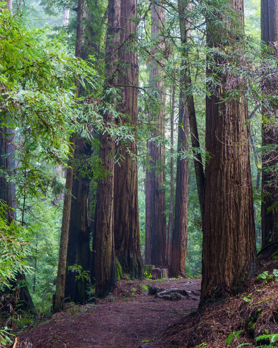 🌲Happy International Day of Forests!🌲We appreciate this UN day for building awareness about how crucial forests are around the world, including right here in the Santa Cruz Mountains, and how urgent it is for us all to continue to protect them for future generations. #ForestDay