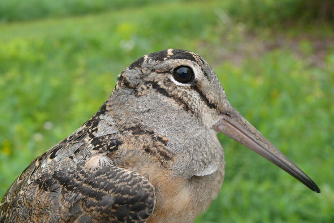 Spring is officially here, and we have plenty of events to help you celebrate! Check out our upcoming events across the museums this week.

Find out more about these activities and even more coming up at carnegiemuseums.org/events 

📸: Woodcock Walk at Powdermill Nature Reserve